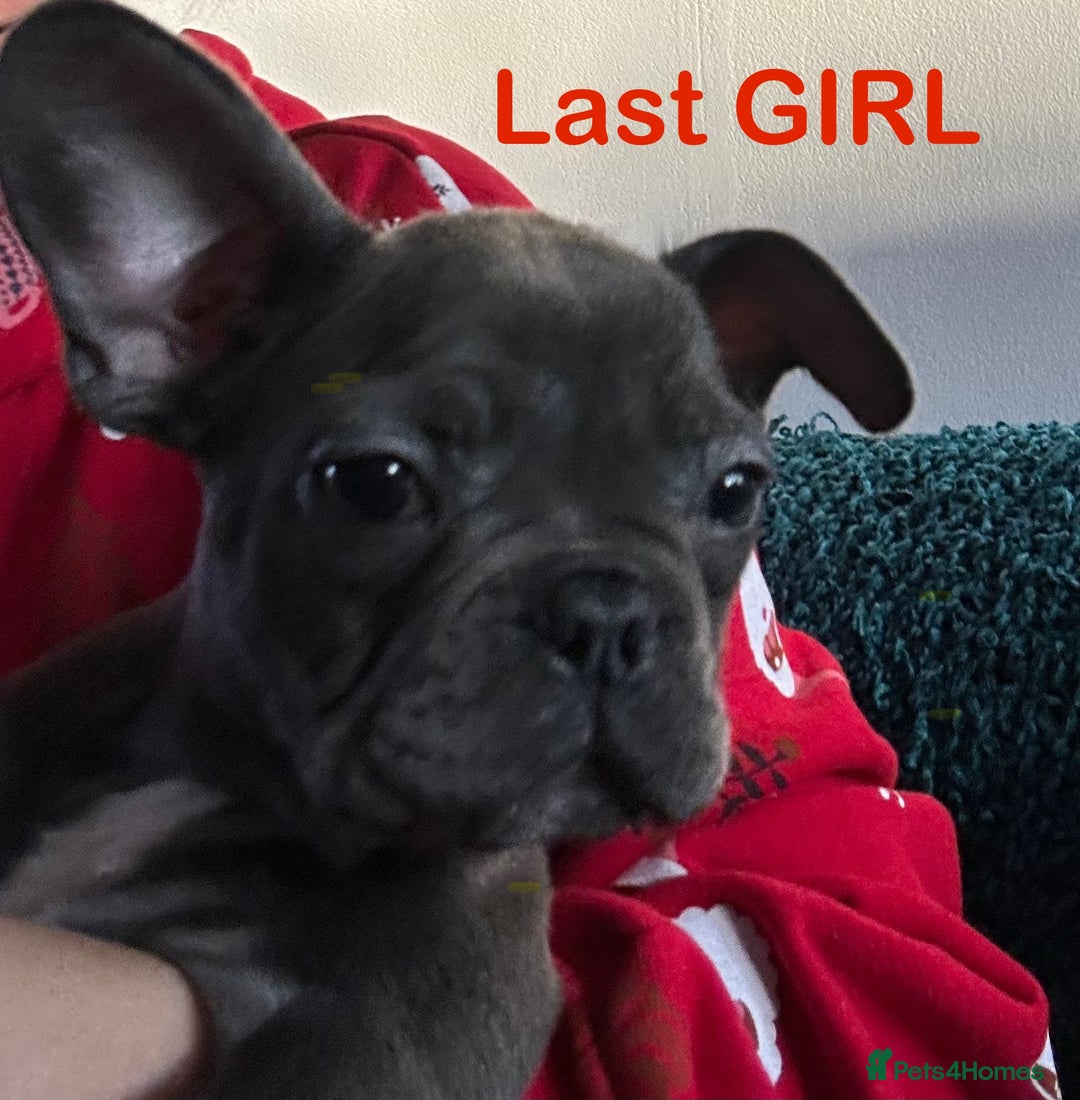 French Bulldog dogs for sale: French Bulldog Blue Girl 12 weeks old ! Last one - Advert 27