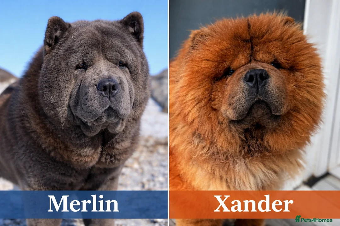 Chow Chow dogs for stud: Welcome to our superb stud team  - Advert 1