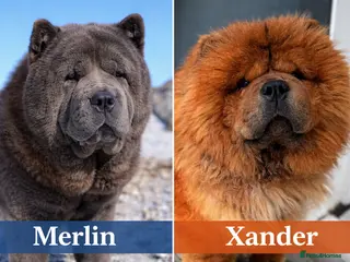 Chow Chow dogs Welcome to our superb stud team - Advert 5