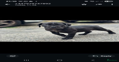 Cane Corso dogs - Advert 3