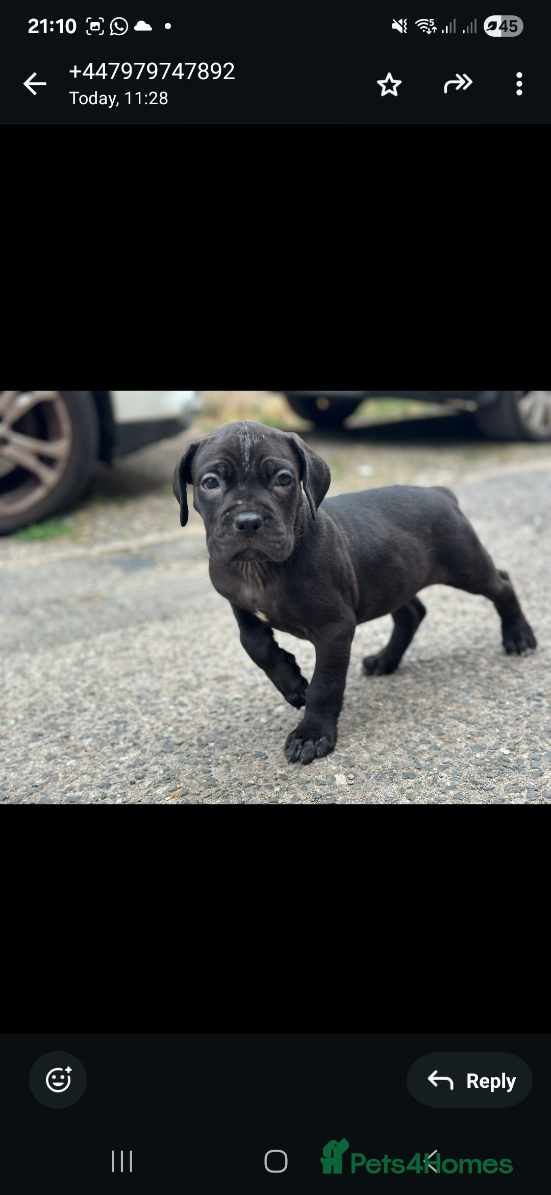 Cane Corso dogs for sale: Last 3 of the 10 cane cane corso puppys left  - Image 2