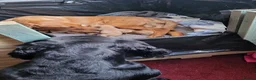 Labrador Retriever dogs for sale: Fox Red puppies kc reg working parents in Barnsley - Advert 1