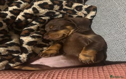 Miniature Dachshund dogs for sale: Female 9 weeks old  - Image 5