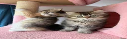 British Longhair cats for sale: 5 kittens ready for new family negotiate available - Advert 21