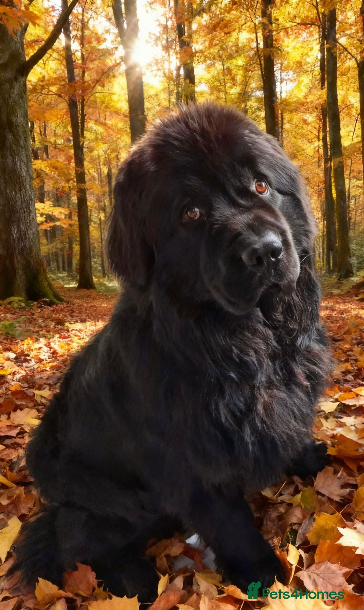 Newfoundland dogs KC REGISTERED HEALTH TESTED NEWFOUNDLAND GREY GENE in Scunthorpe - Advert 1