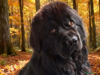 Newfoundland dogs KC REGISTERED HEALTH TESTED NEWFOUNDLAND GREY GENE in Scunthorpe - Advert 2