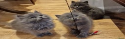 British Longhair cats for sale: Blue & Lilac Gorgeous fluffy BLH male kittens - Advert 18