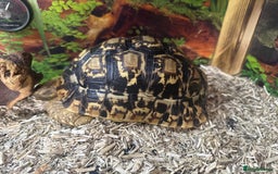 Tortoise reptiles for sale: African leopard & horsefield tortoises  - Image 1