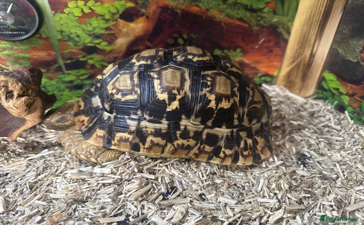 Tortoise reptiles - Advert 3