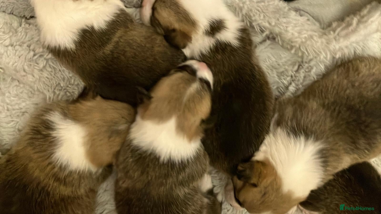 Welsh Corgi Pembroke dogs 33rd Generation RKC Pembroke Corgi Pups - Advert 1