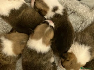 Welsh Corgi Pembroke dogs 33rd Generation RKC Pembroke Corgi Pups - Advert 1