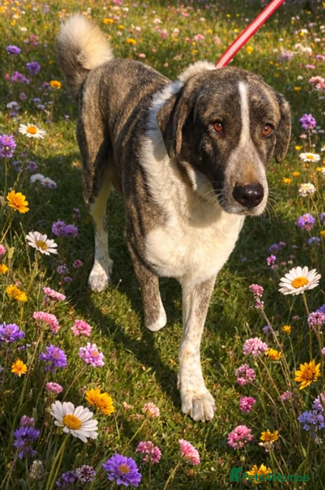 Mixed Breed dogs for adoption: Price Reduced to £195 Please Offer Nana a home 🏡  - Advert 2