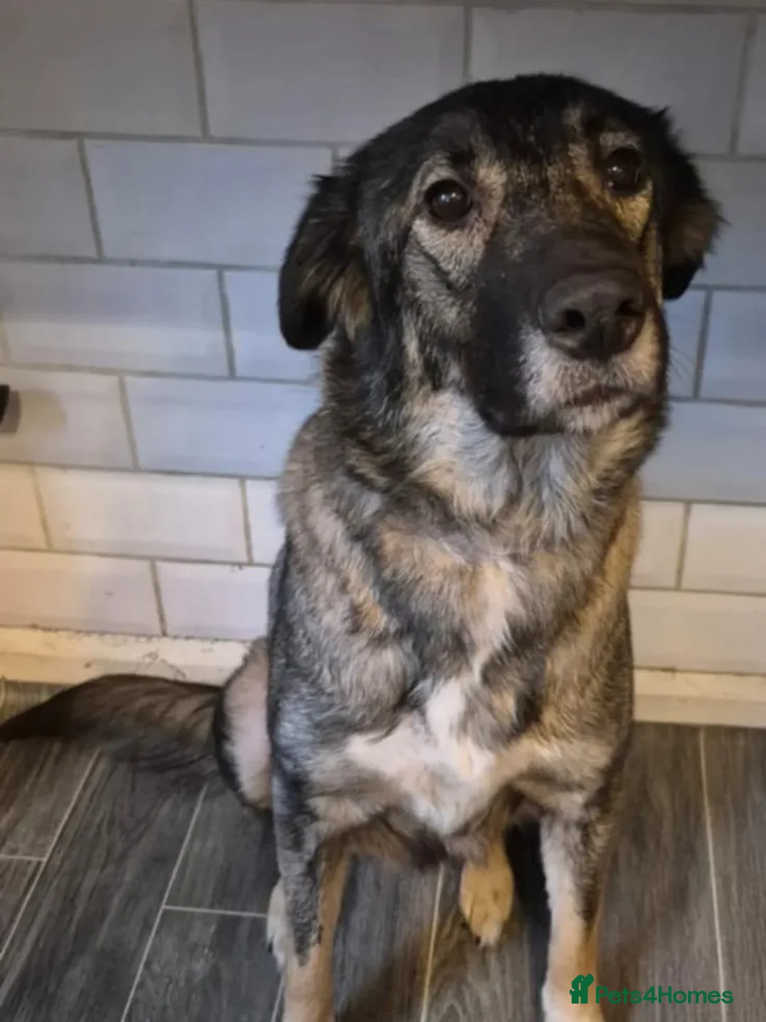 Mixed Breed dogs for adoption: Nala  - Advert 2