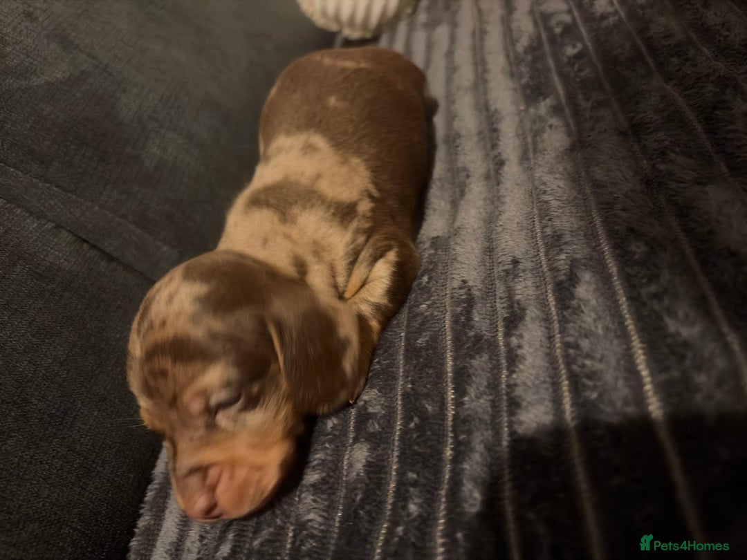 Miniature Dachshund dogs for sale: 🐾 Miniature Dachshund Puppies KC Registered  - Advert 12