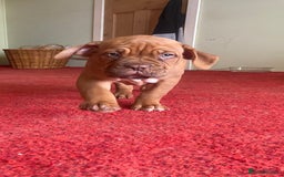 Dogue De Bordeaux dogs for sale: Dogue de Bordeaux 9 weeks old. Two girls, one boy - Image 10