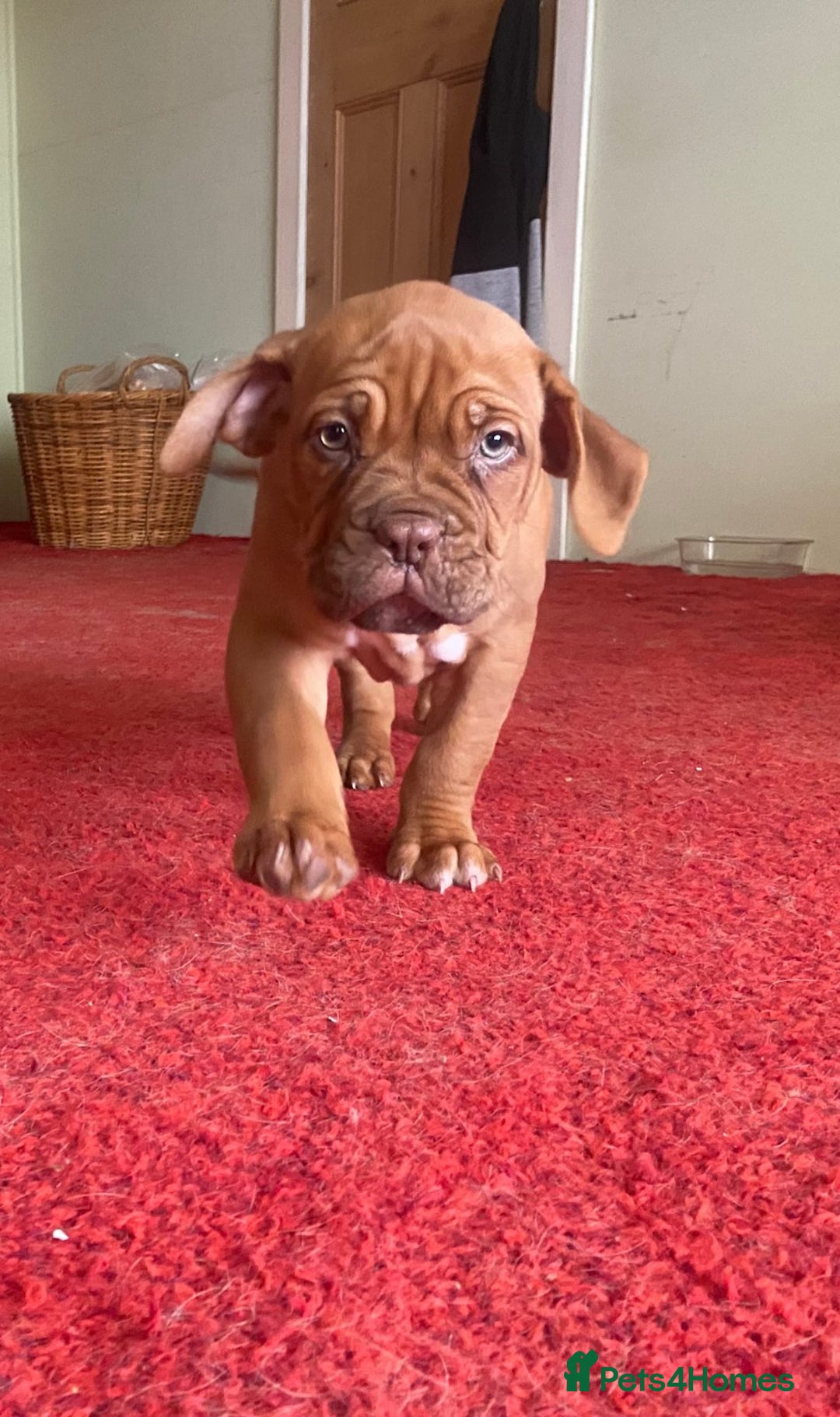 Dogue De Bordeaux dogs for sale: Dogue de Bordeaux 9 weeks old. Two girls, one boy - Image 10