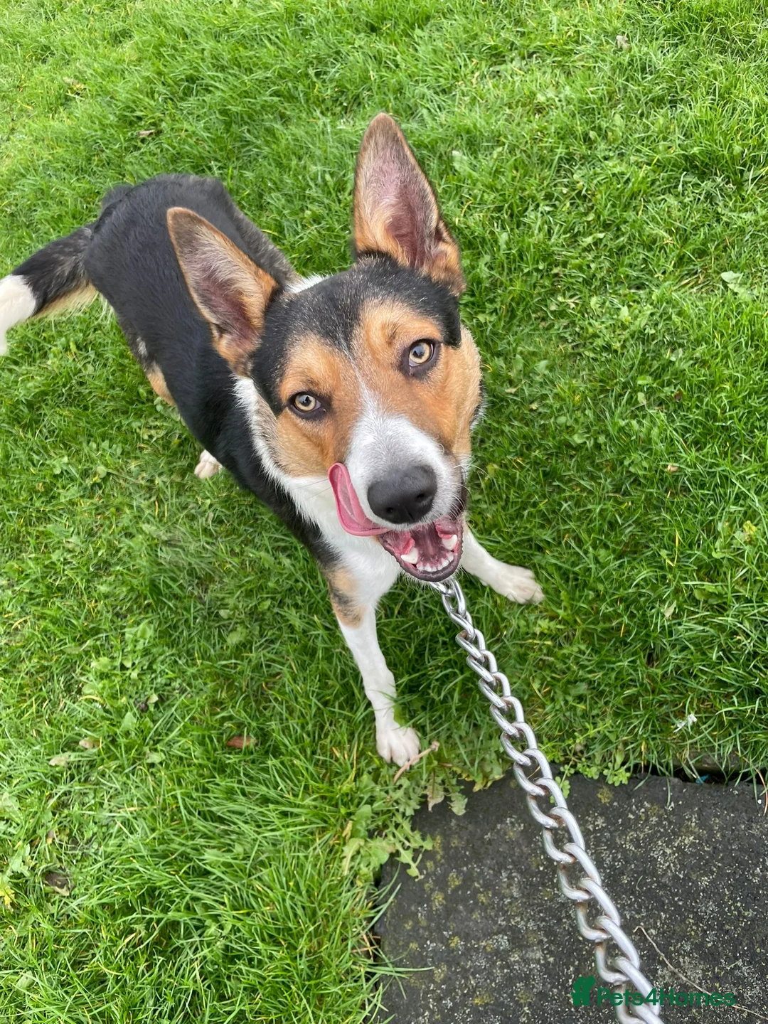 Border Collie dogs for sale: Tri colour border collie in Chesterfield - Advert 2