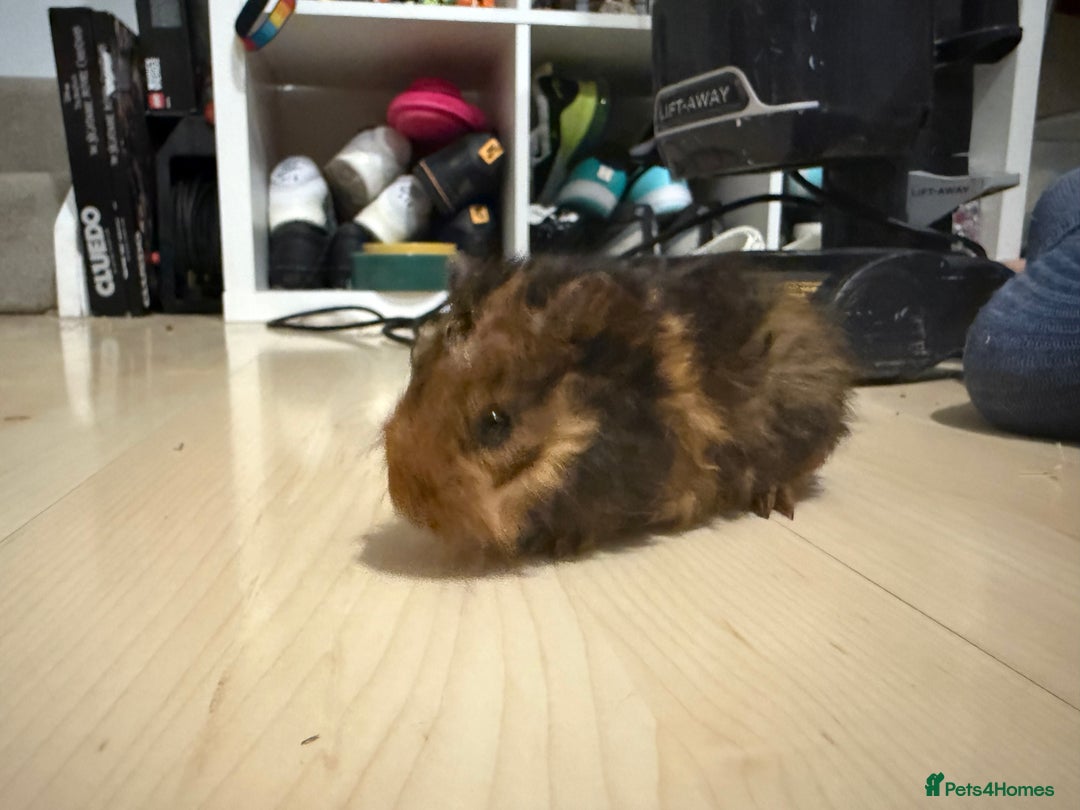 Guinea Pig rodents for sale: Boar Lunkarya guinea pigs  - Image 3