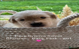 Golden Retriever dogs for sale: Kc Registered Golden retrievers puppies 🐶 - Image 6