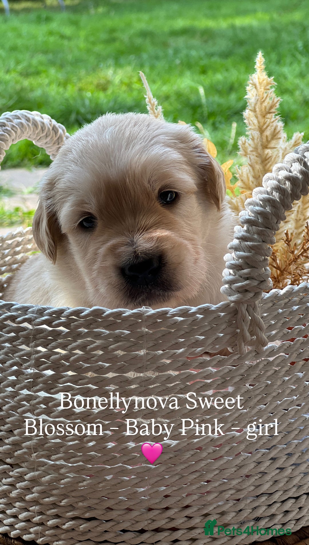 Golden Retriever dogs for sale: Kc Registered Golden retrievers puppies 🐶 - Image 6