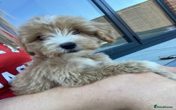 Cockapoo dogs for sale: Our baby cockapoos 🥰 - Image 12