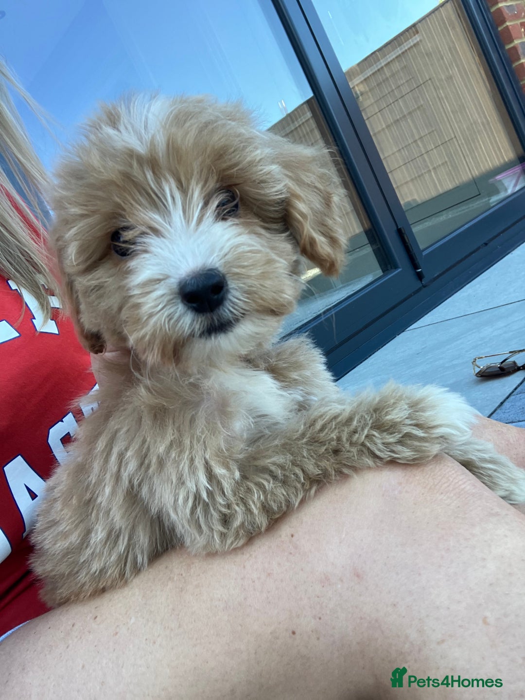 Cockapoo dogs for sale: Our baby cockapoos 🥰 - Image 12