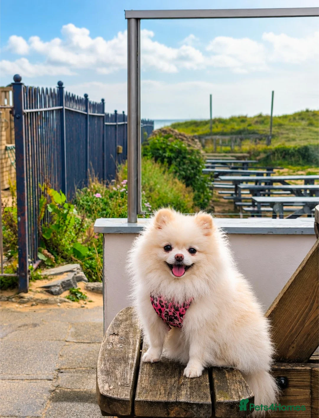 Pomeranian dogs for sale: Beautiful Tiny Teddy-Faced Girl, Croydon  - Advert 2