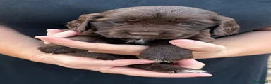 Cocker Spaniel 2