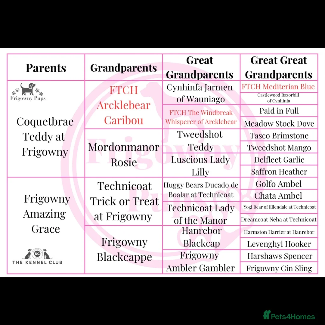 Labrador Retriever dogs for sale: 🧡 Barclay the Parrot Mouth Labrador Puppy 🧡 - Advert 11
