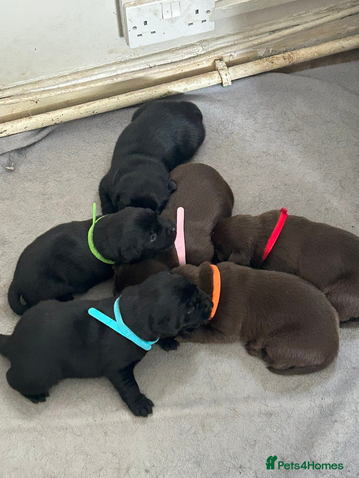Labrador Retriever dogs KC Labrador puppies - Advert 15