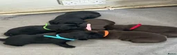 Labrador Retriever dogs for sale: KC Labrador puppies - Advert 14