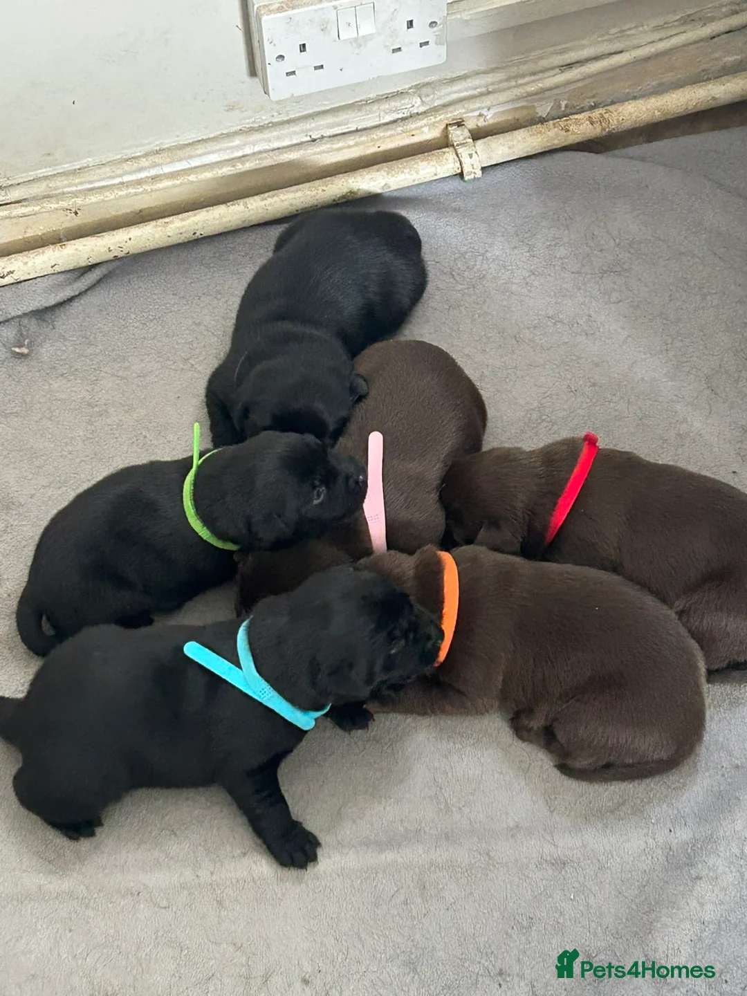 Labrador Retriever dogs for sale: KC Labrador puppies - Advert 1