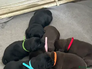 Labrador Retriever dogs KC Labrador puppies - Advert 1