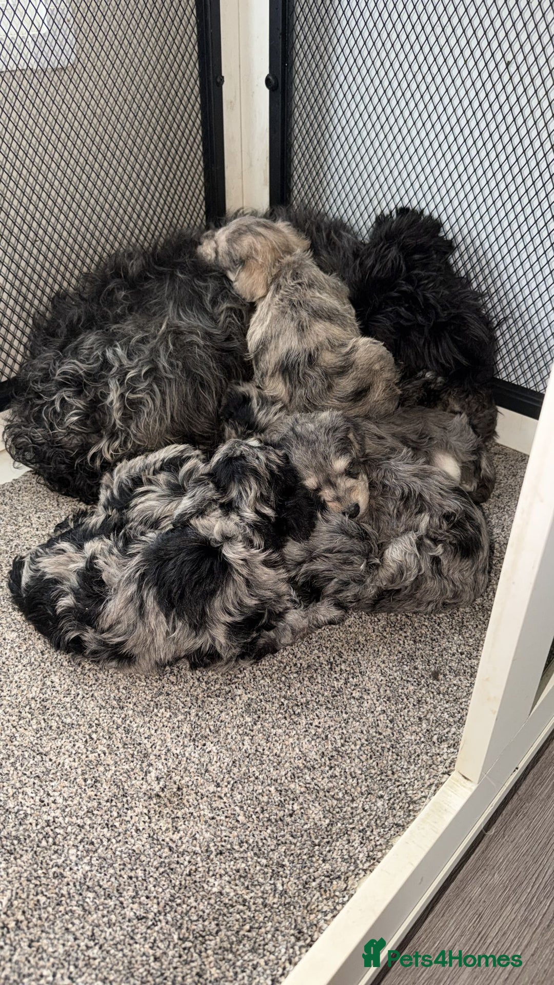 Mixed Breed dogs for sale: Schnoodle puppies for sale  - Advert 2