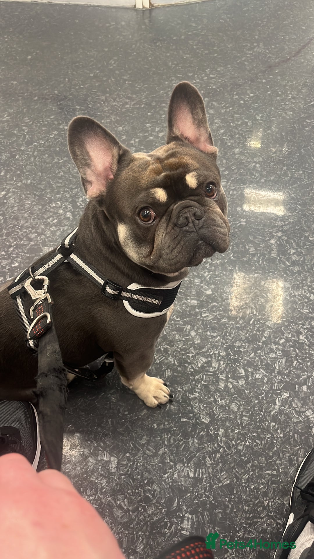 French Bulldog dogs for sale: Blue French Bulldog – Experienced, Adult-Only Home - Advert 2