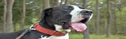 Great Dane dogs for stud: OPEN FOR STUD Stunning Apollo in Bathgate - Advert 9