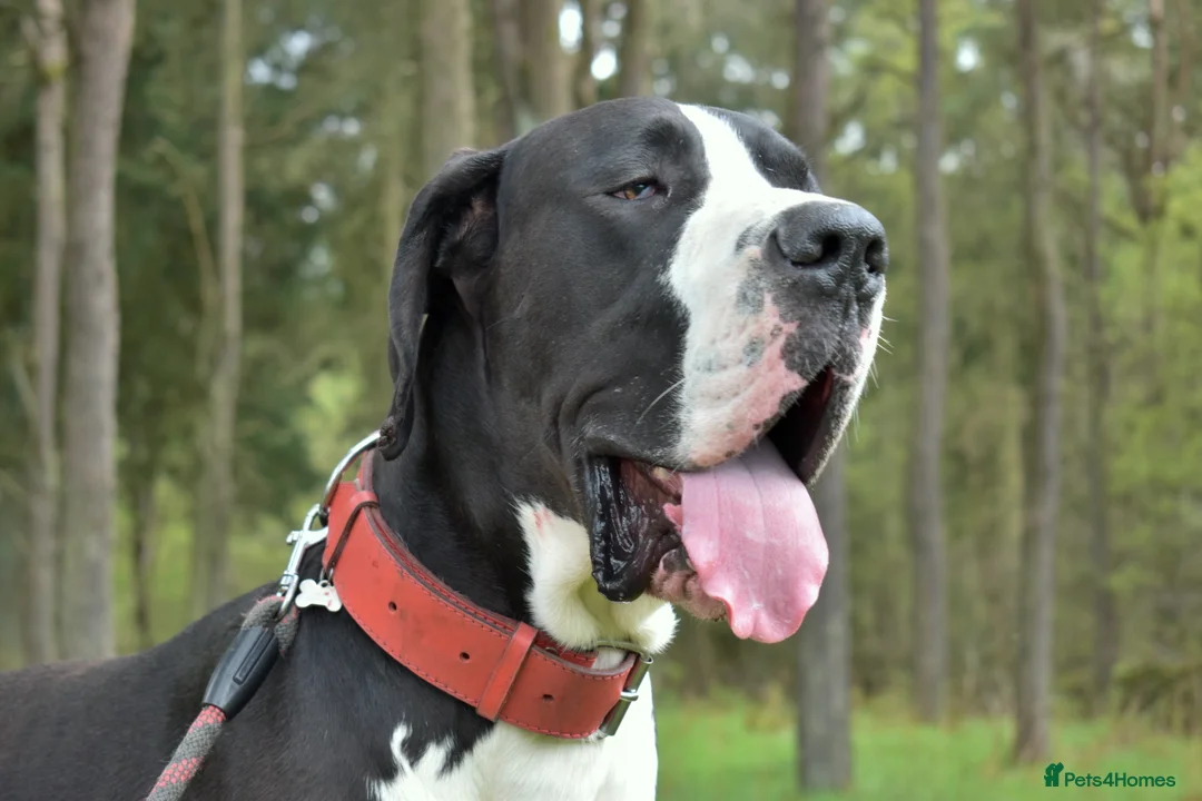 Great Dane dogs for stud: OPEN FOR STUD Stunning Apollo in Bathgate - Advert 9
