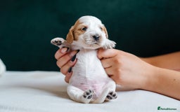 Cocker Spaniel dogs for sale: ✨ Showline Cocker Spaniel puppies for sale ✨ - Image 13
