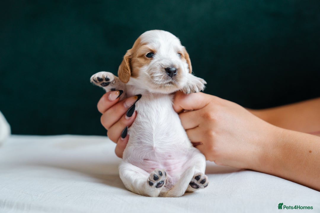 Cocker Spaniel dogs for sale: ✨ Showline Cocker Spaniel puppies for sale ✨ - Image 13