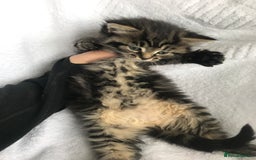 Ragdoll cats for sale: Long haired ragdoll cross mackerel tabby kittens  - Image 8