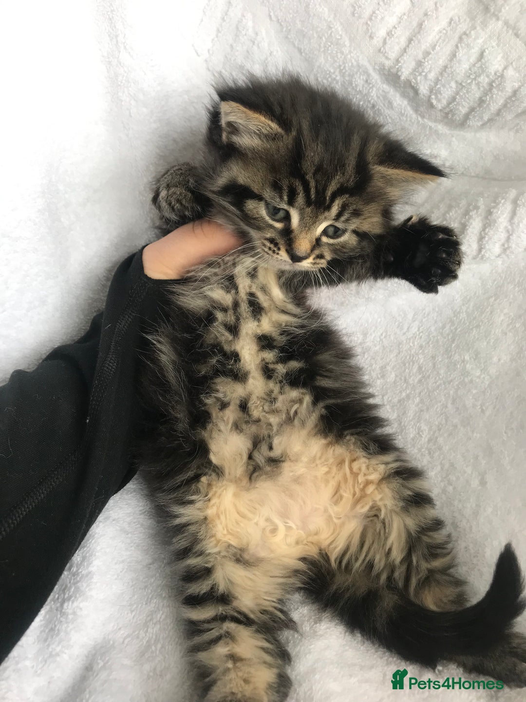 Ragdoll cats for sale: Long haired ragdoll cross mackerel tabby kittens  - Image 8