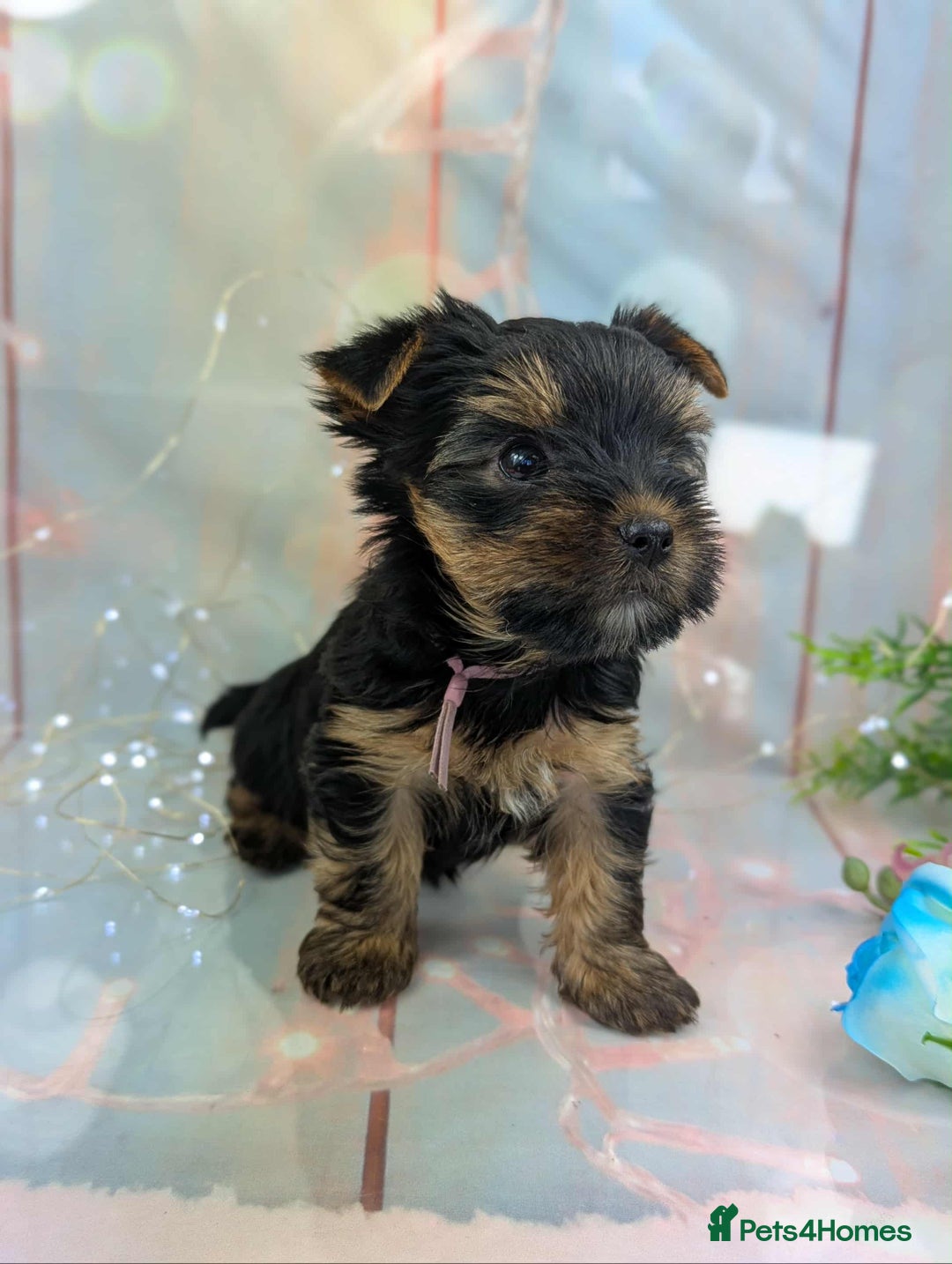 Yorkshire Terrier dogs for sale: Pedigree Yorkshire Terrier Puppies - Image 15