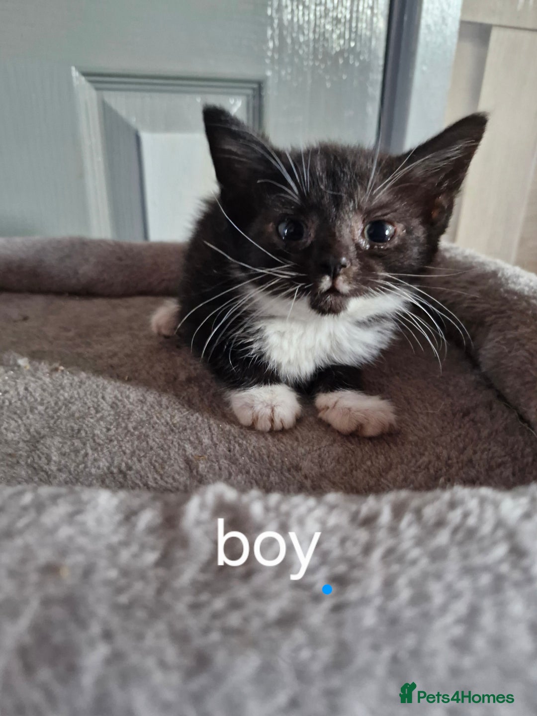 Domestic Shorthair cats for sale: Bundles off fun  - Image 6