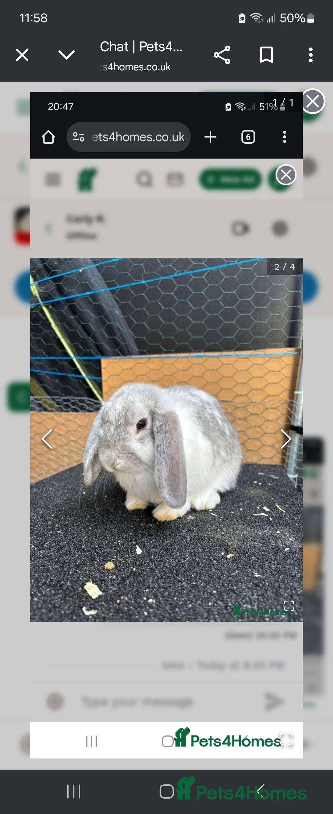 Mini Lop rabbits mini lop bunny 5 months old - Advert 1