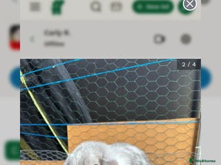 Mini Lop rabbits mini lop bunny 5 months old - Advert 12