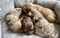 Doxiepoo dogs for sale: Adorable Doxiepoo puppies  - Image 11