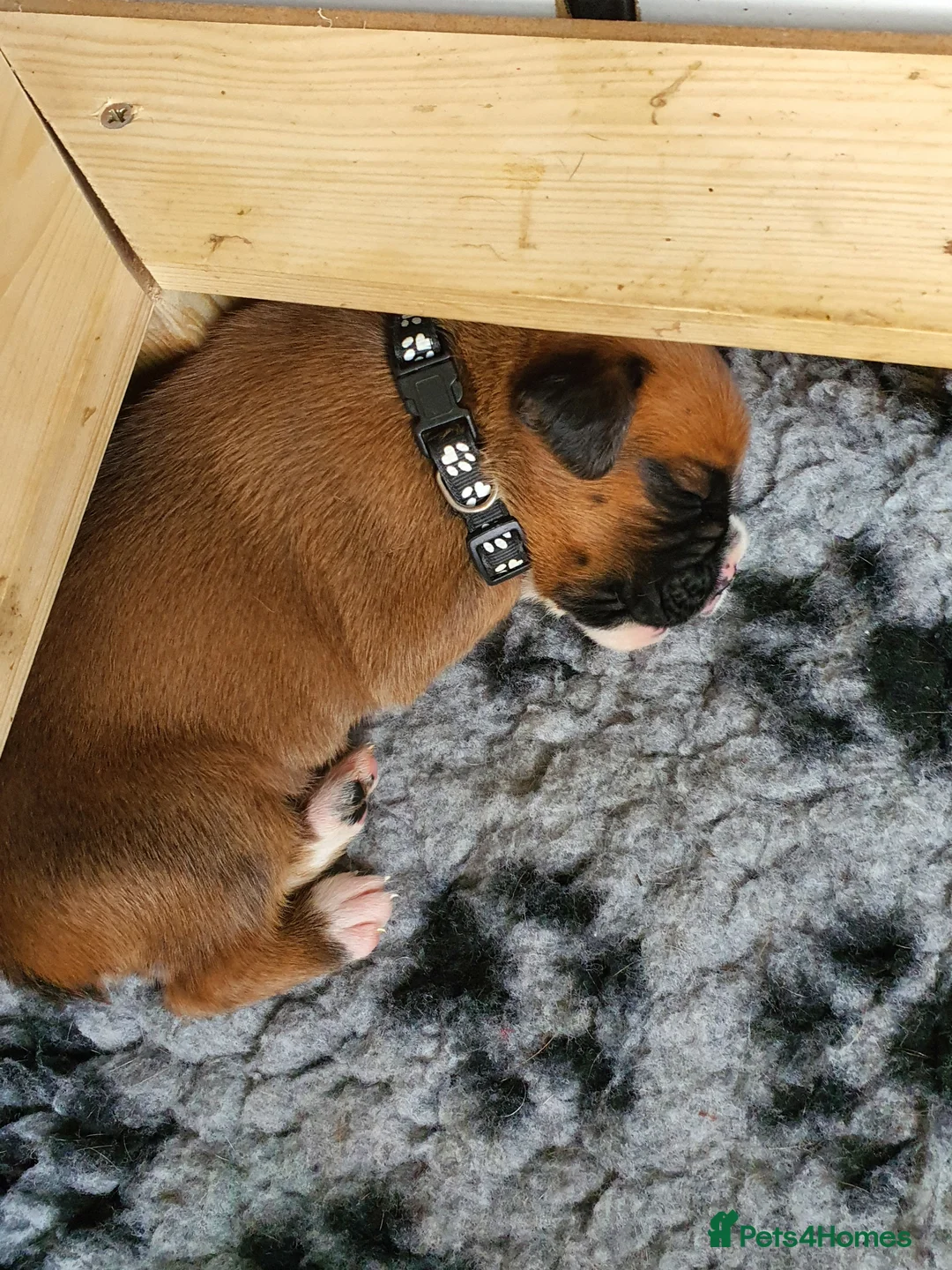 Boxer dogs for stud: For stud kc proven bobtail stunning boy in Telford - Advert 11