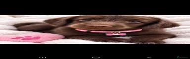 Labradoodle 5