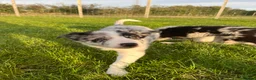 Border Collie dogs for sale: ISDS/KC HEALTH TESTED BORDER COLLIE PUPPIES  - Advert 4