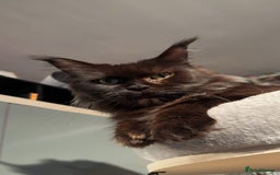 Maine Coon cats for sale: Retired breeding queen  - Image 1